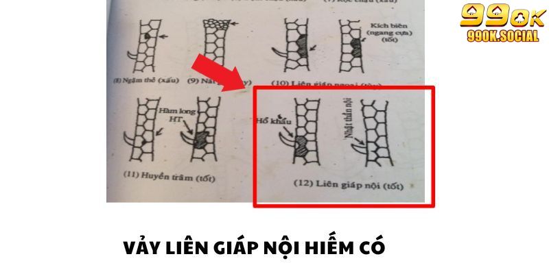 Các loại vảy gà liên giáp phổ biến