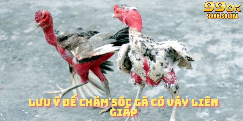 Lưu ý khi chăm sóc gà có vảy liên giáp